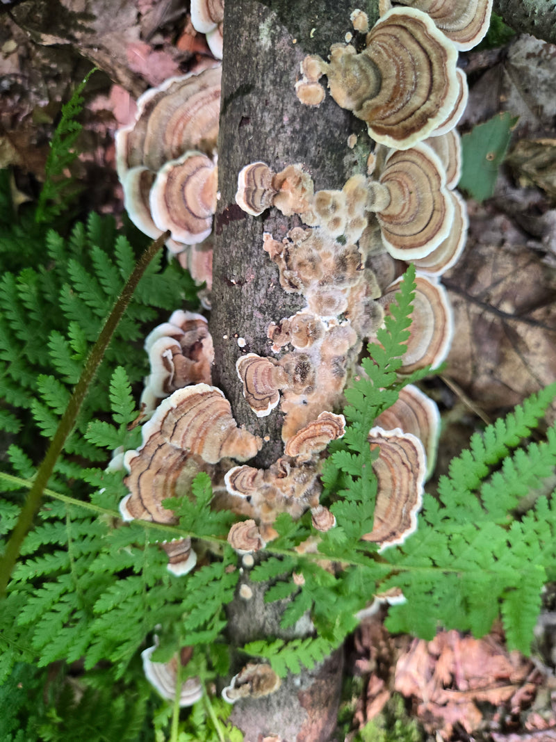 Turkey Tail