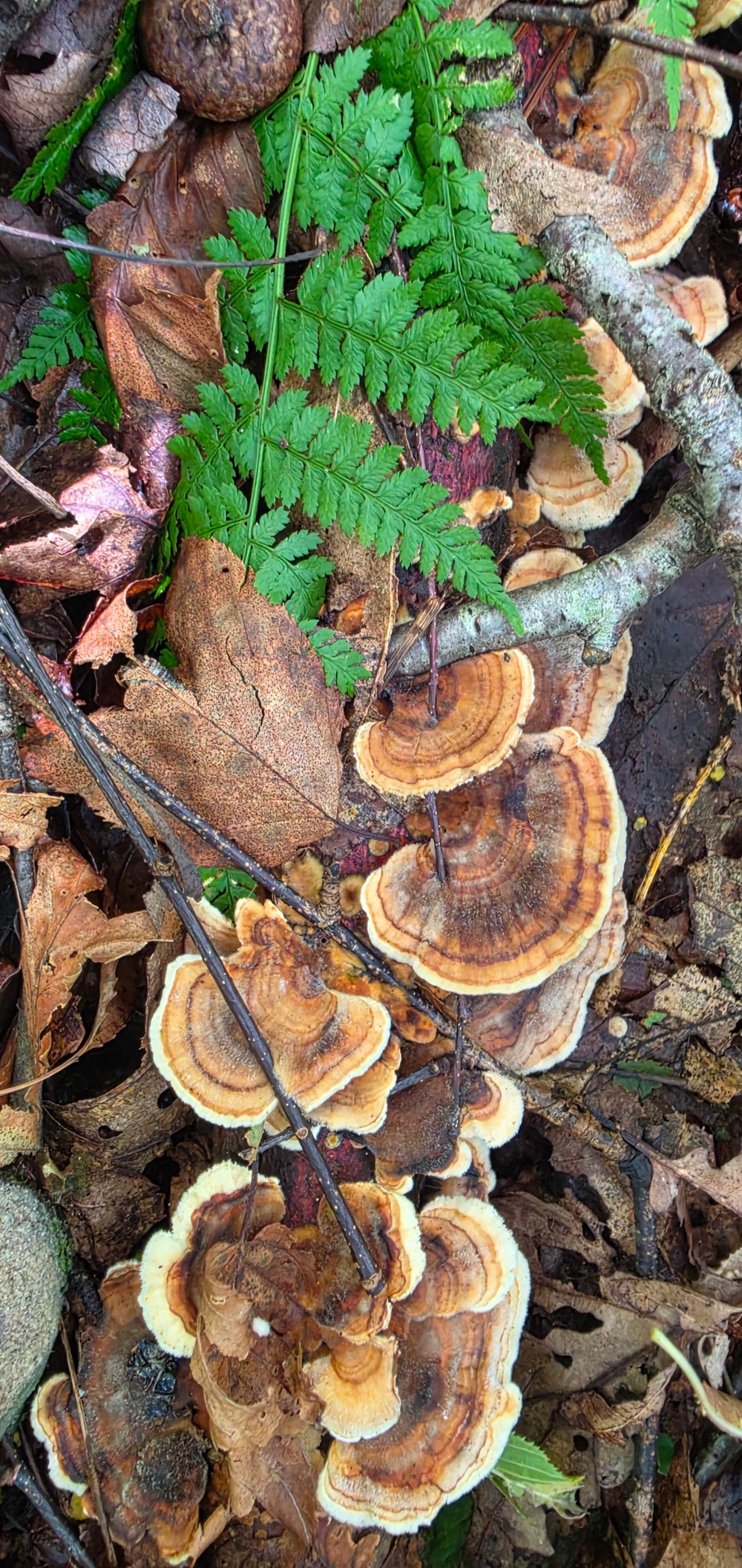 Turkeytail and fern