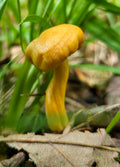 Twisty Mushroom