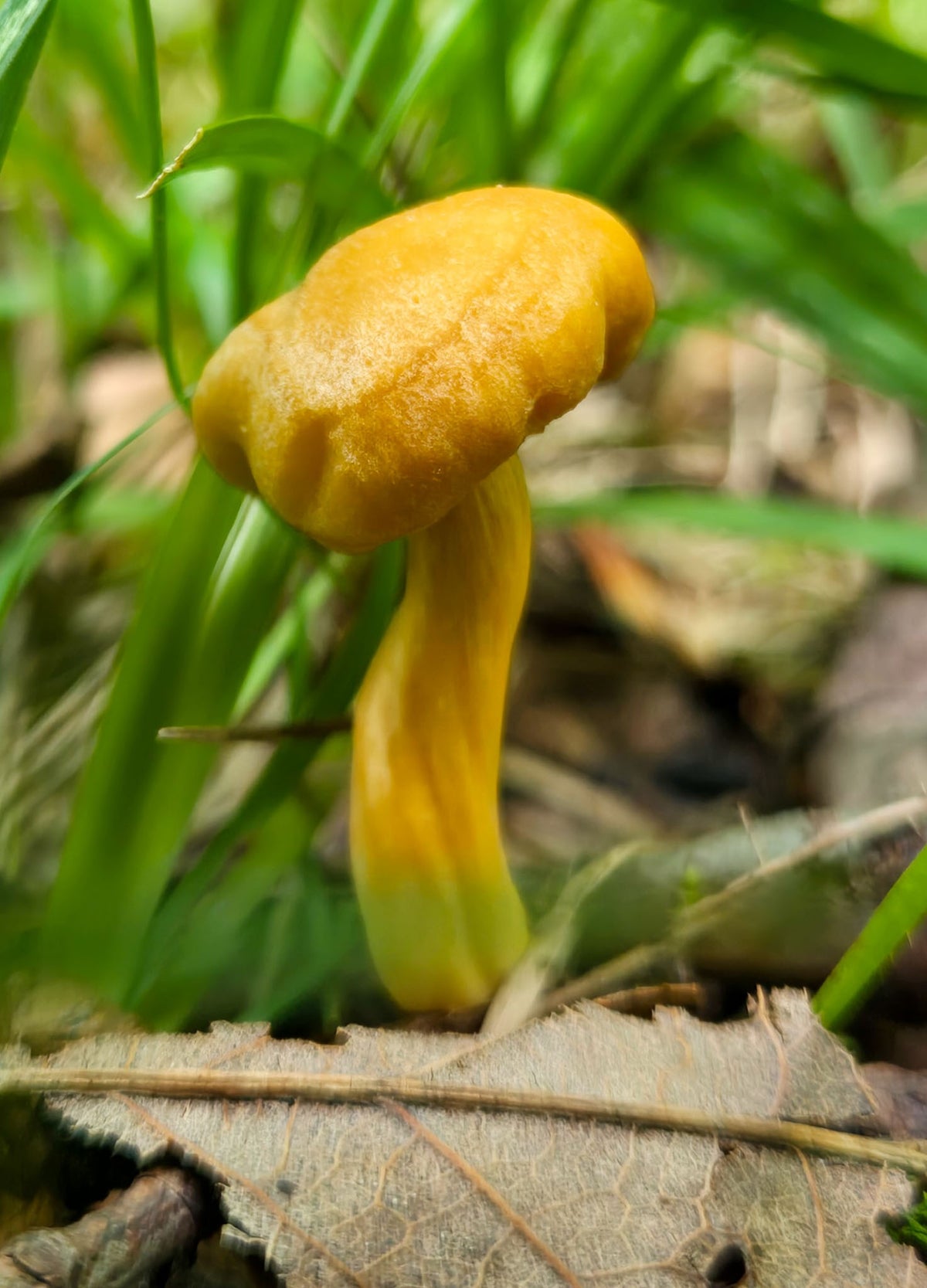 Twisty Mushroom