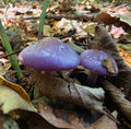 Two Cortinarius Iodes