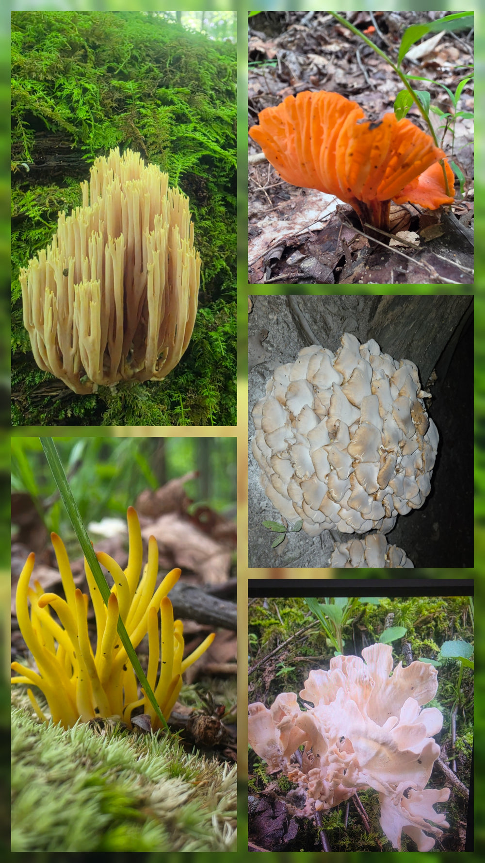 Under the sea variety