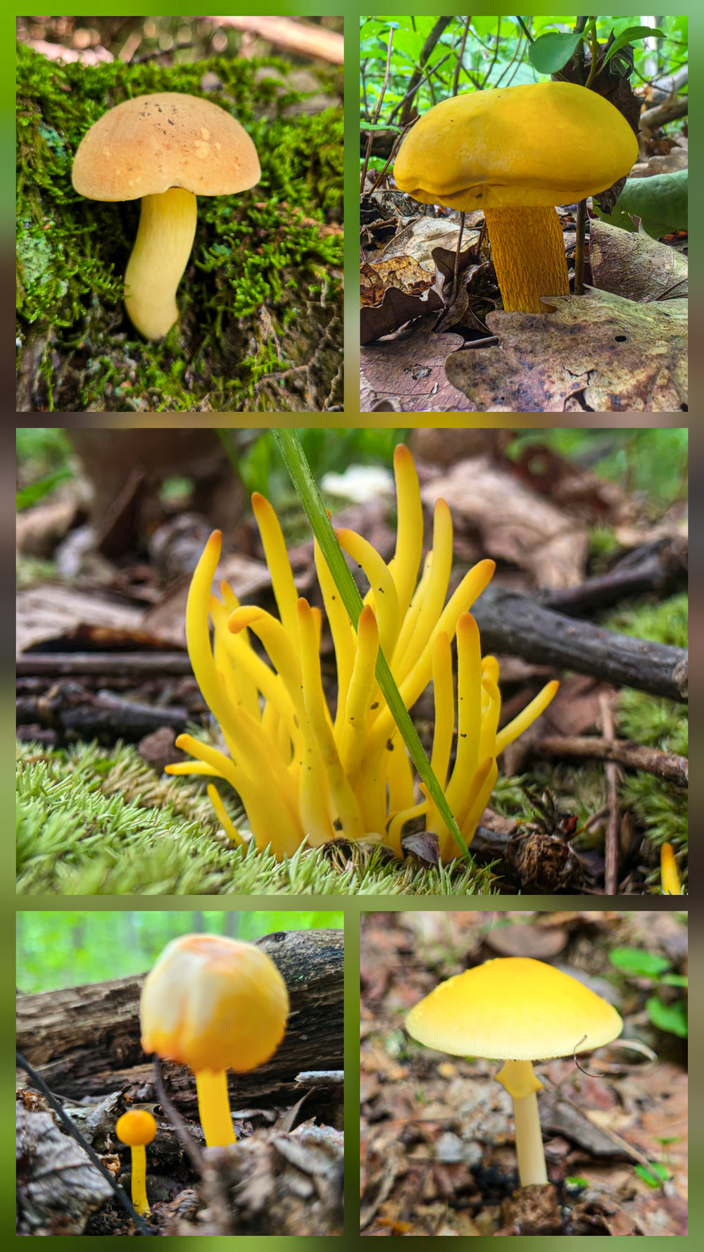 Variety of yellow mushrooms