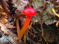 Vermillion