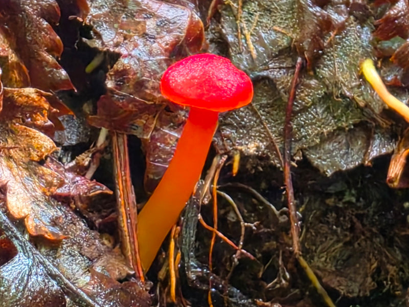 Vermillion