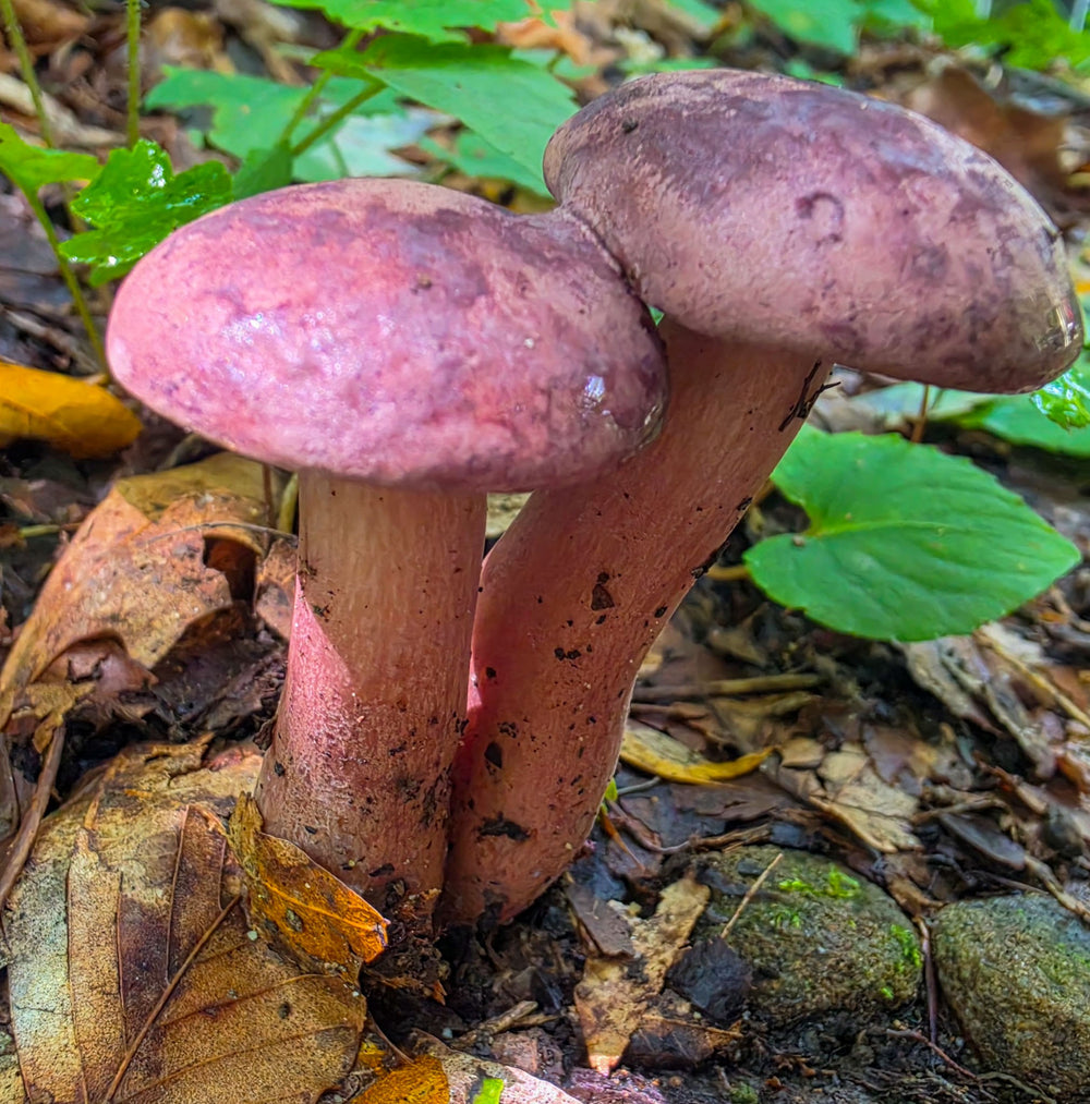 Violet-gray Bolete