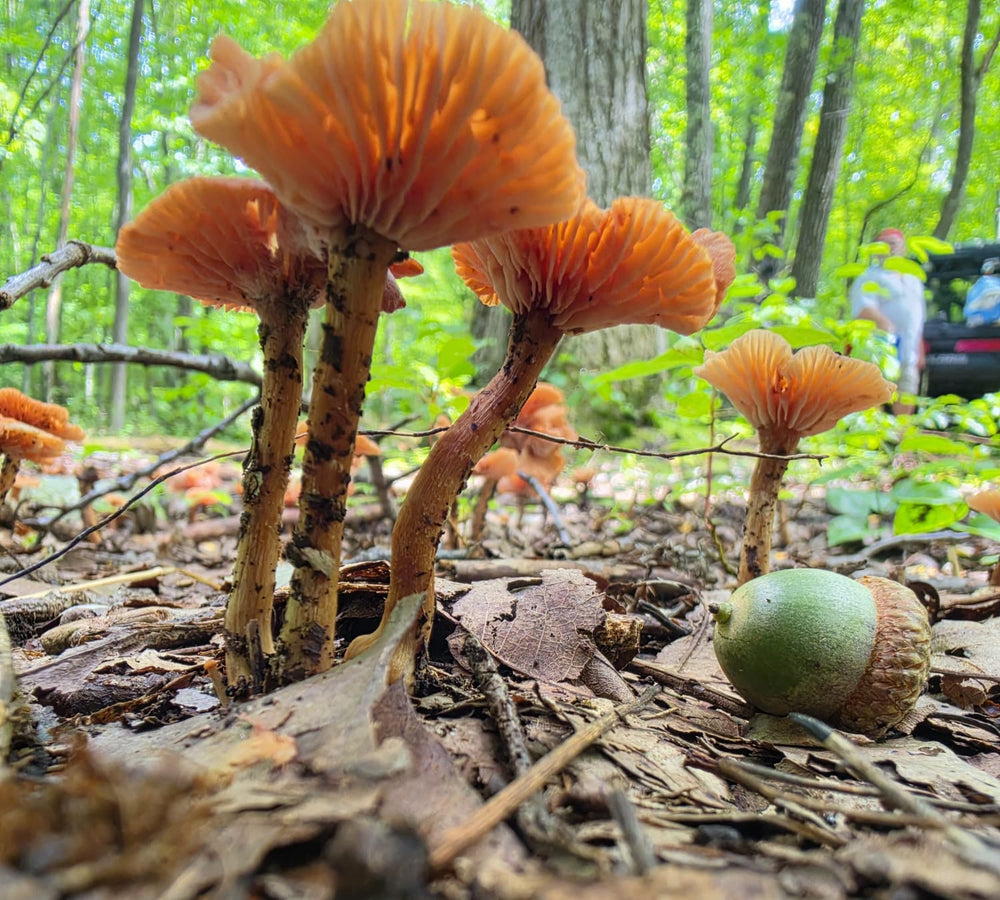 The Deceiver and Acorn - Laccaria laccata
