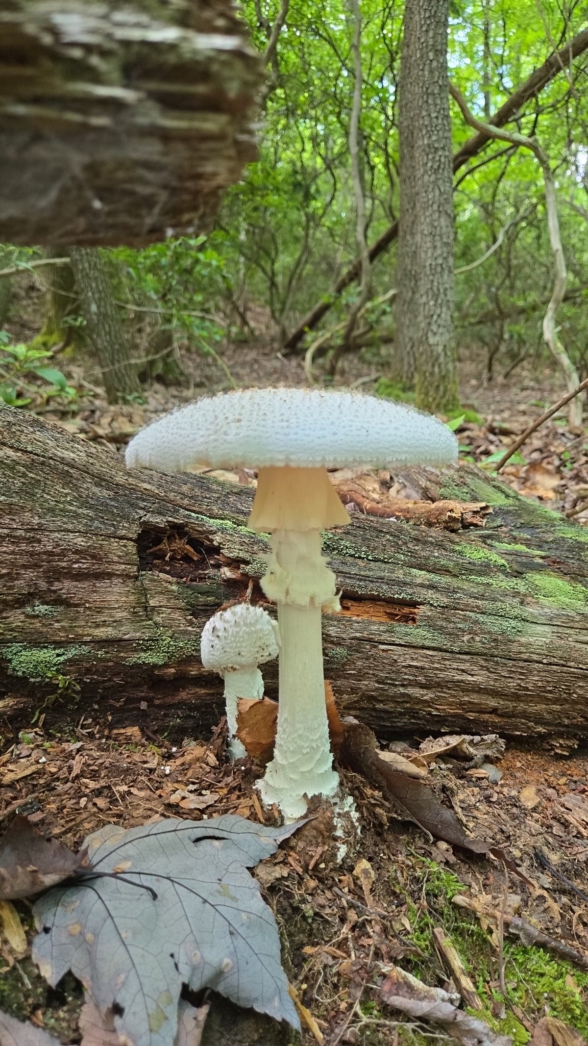 White Mushrooms