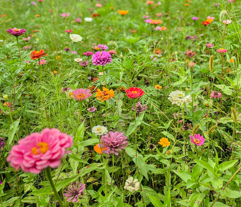 Wildflowers