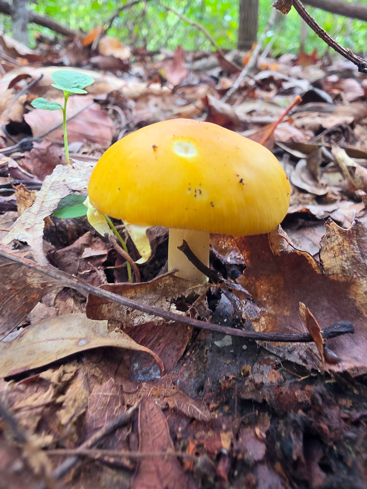 Yellow Cap