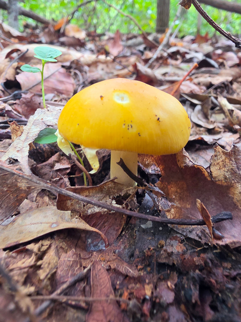 Yellow Cap