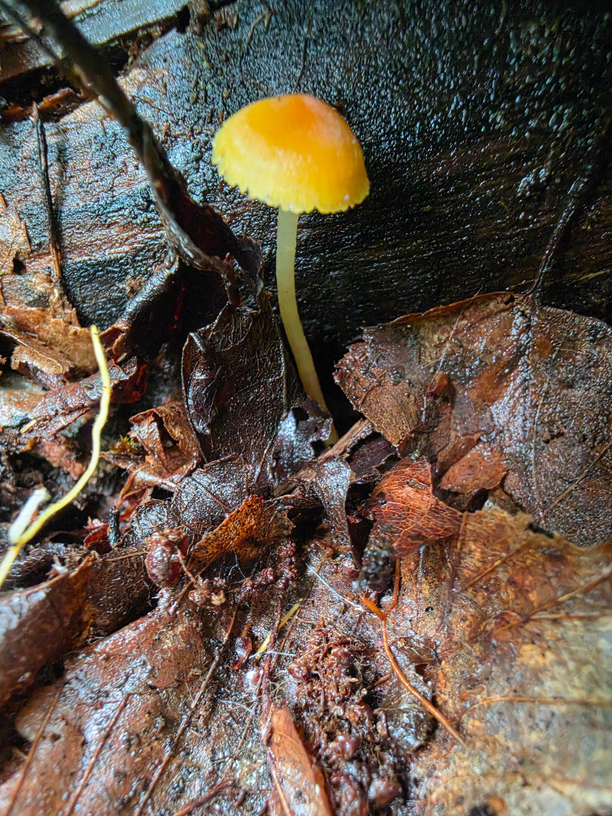 Yellow Waxcap Against Log