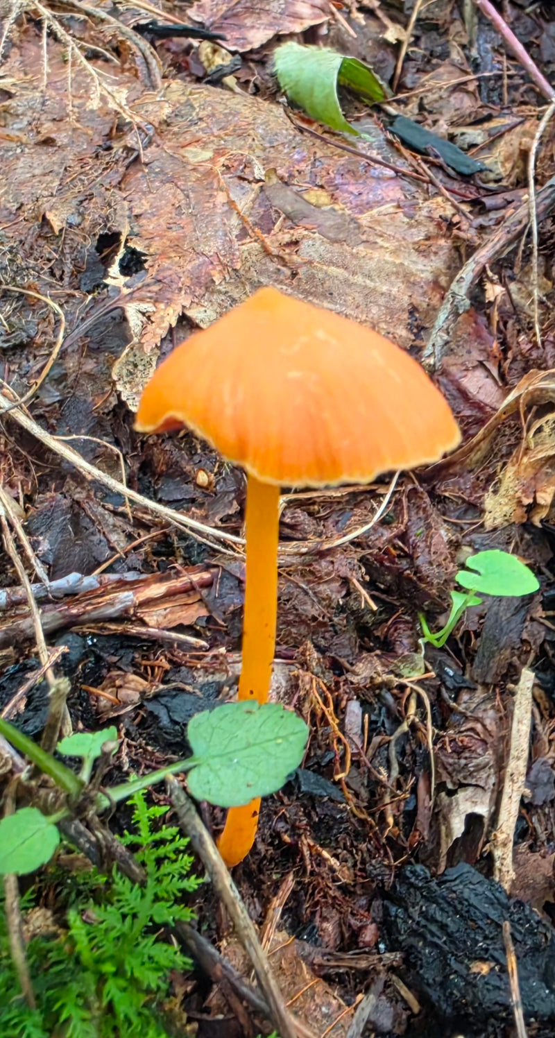 Yellow Waxcap