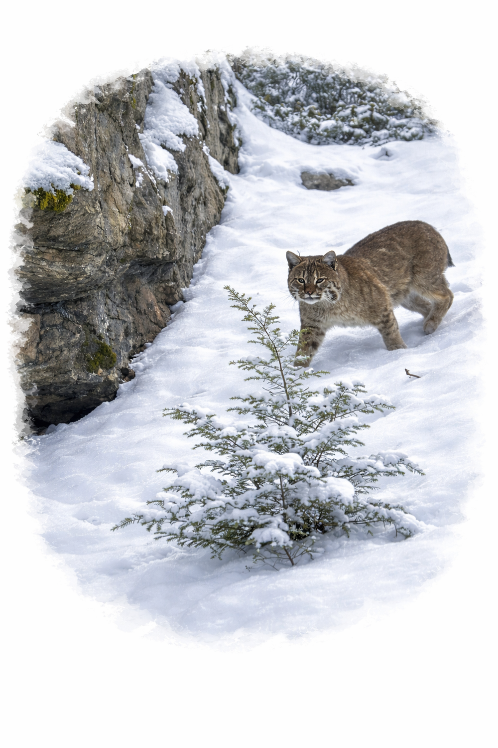 Bobcat
