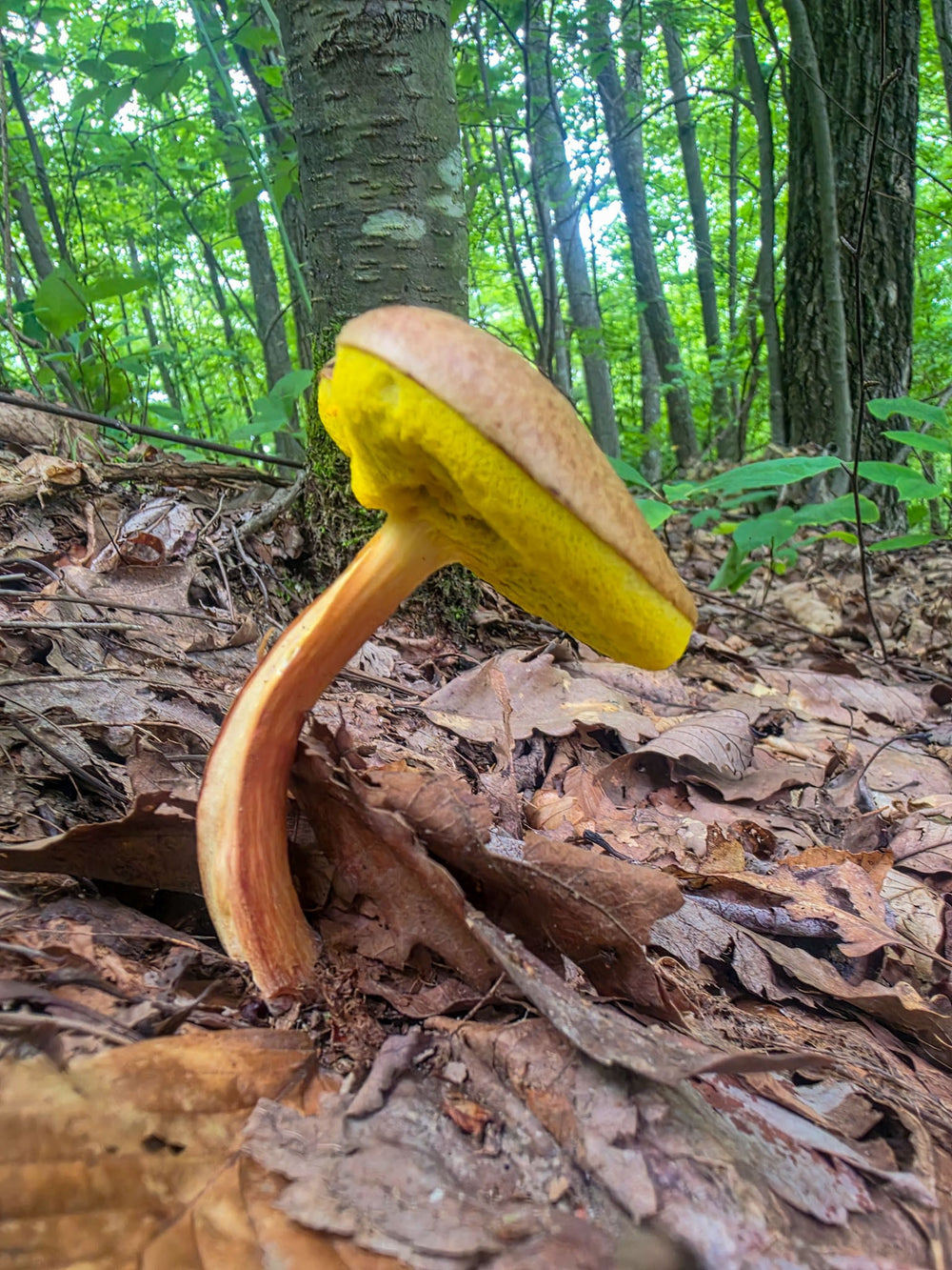 leaning mushroom