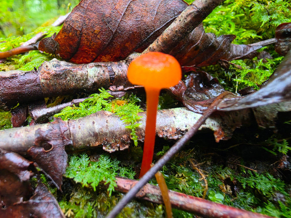 orange Waxcap