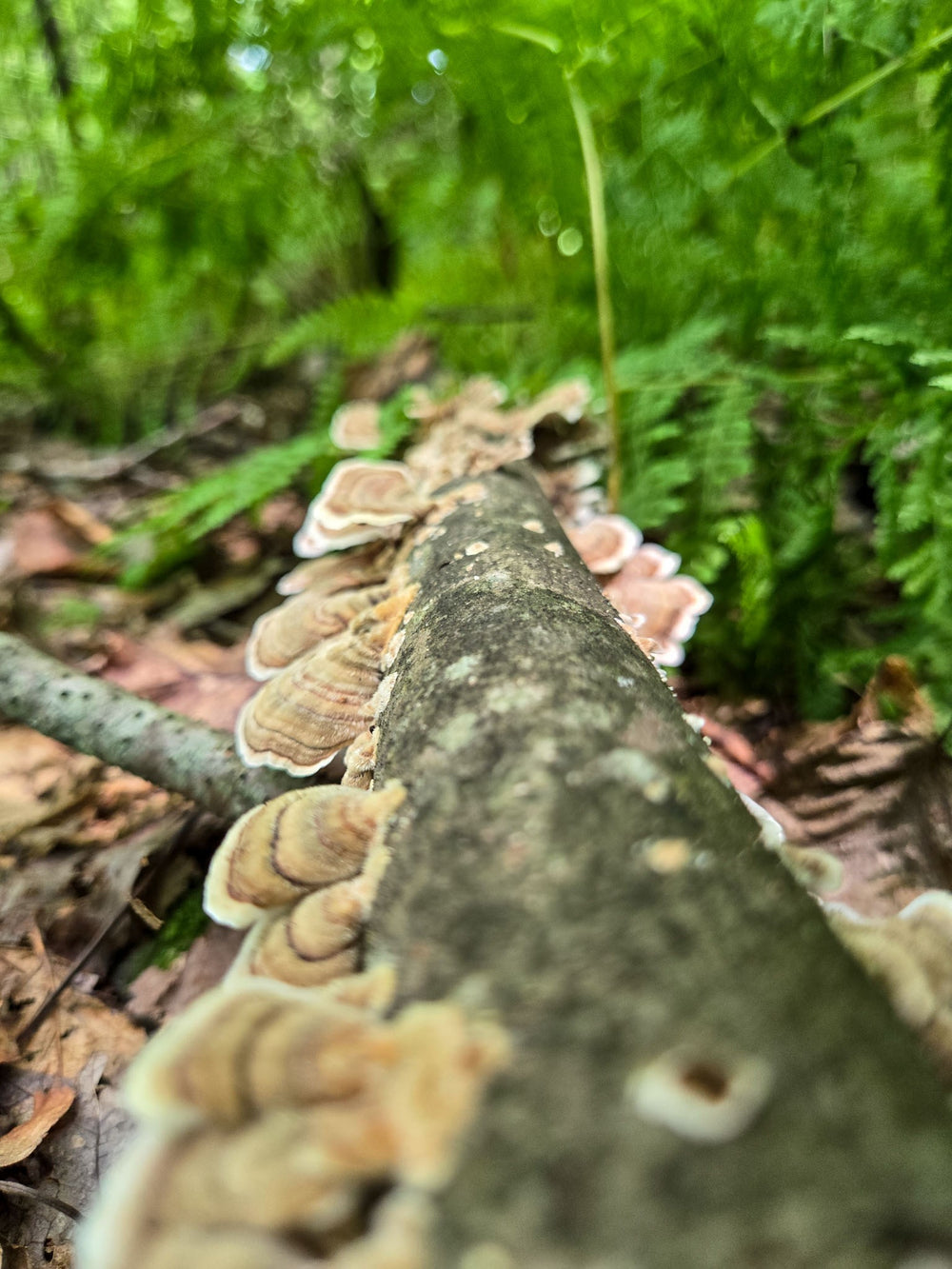 turkeytail