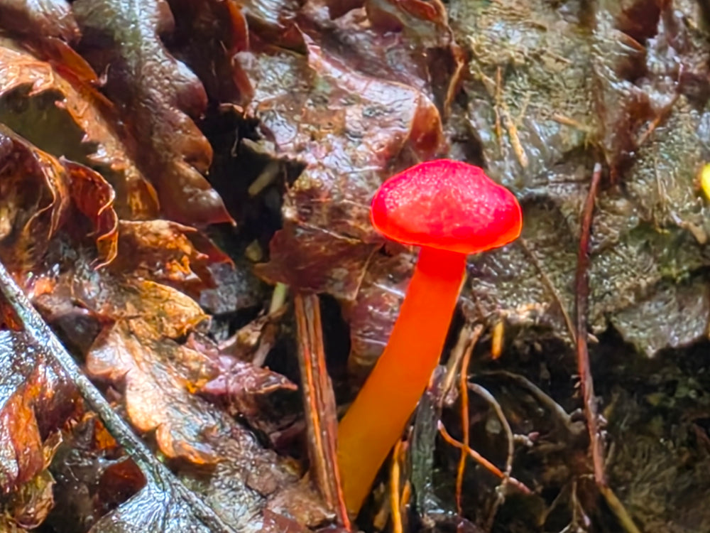 vermillion waxcap