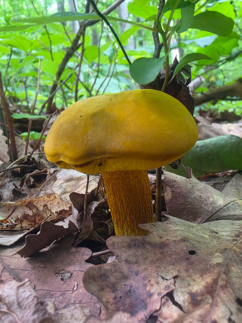 yellow bolete