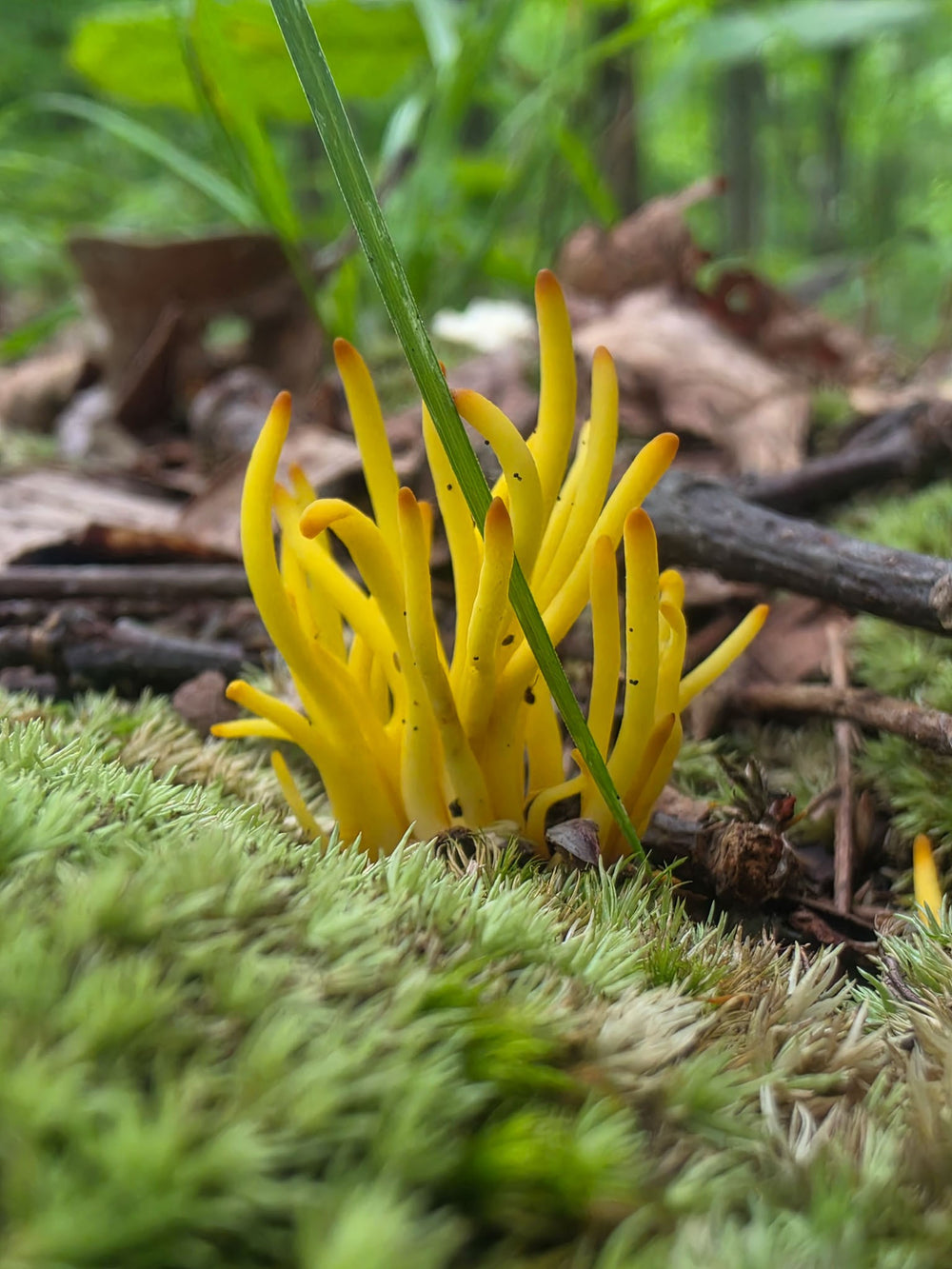Golden Spindles - Clavulinopsis Fusiformis
